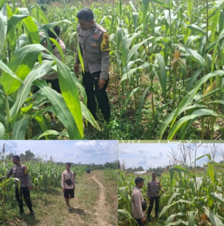 Sukseskan Hanpangan ,Polres Inhu Terus Pantau Perkembangan Jagung Diwilayah Polsek Lirik