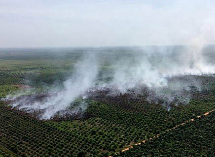 Putusan PN Jaksel, PT NSP Akan Tempuh Banding