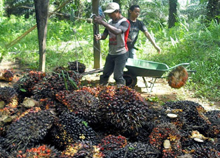 Harga TBS Kelapa Sawit di Riau Turun