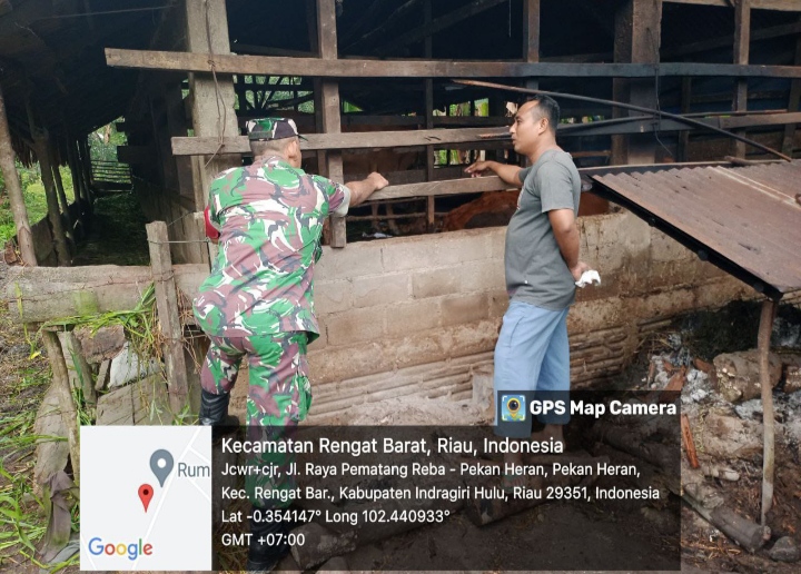 Hindari PMK, Kembali  Babinsa Melakukan Pendataan Serta Monitoring Kesehatan Ternak