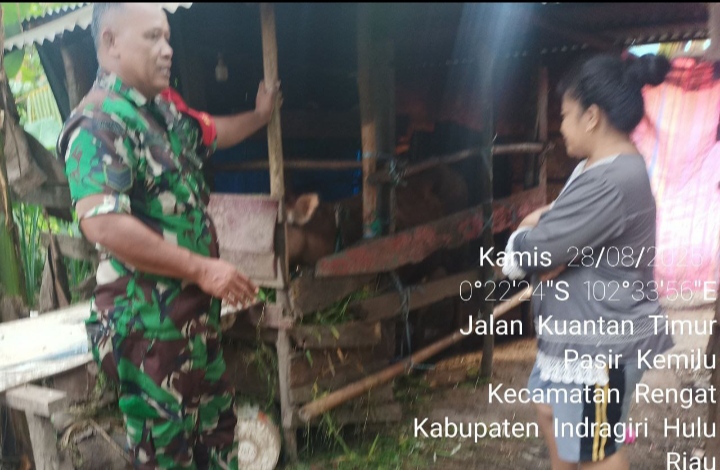 Babinsa Koramil 01/Rengat Cek Langsung Ke Kandang Ternak Sapi Milik Warga Binaan.