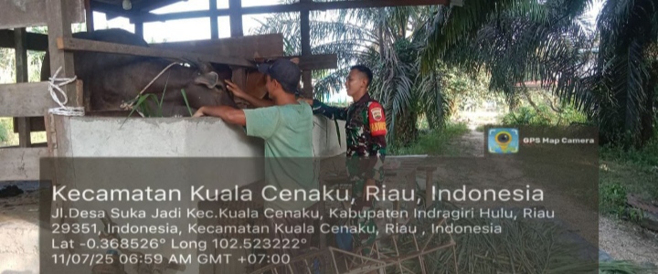 Babinsa Koramil 01 Rengat Cek Kandang Sapi Sekaligus Bersosialisasi PMK Di Desa  Suka Jadi