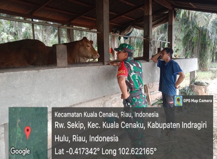 Pentingnya Pengecekan Hewan Ternak Di Wilayah Binaan Merupakan  Bentuk Upaya Babinsa Waspadai PMK