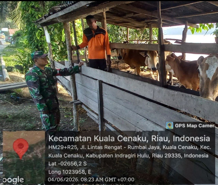 Ingatkan Peternak Agar Ternak Tetap Sehat Serta Terhindar Penyakit Babinsa Koramil 01/Rengat Cek PMK