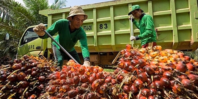 Harga TBS Kembali Sentuh Angka Rp 2 Ribu