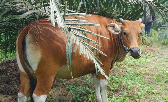 Dari 105 Ekor Sapi Betina Ikuti Program IB Kota Pekanbaru, Hanya 21 Ekor Berhasil