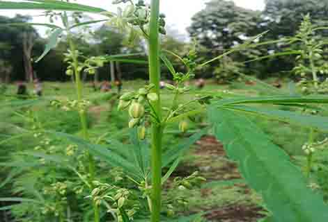 BNN Temukan Ganja Varian Hibrida di Aceh