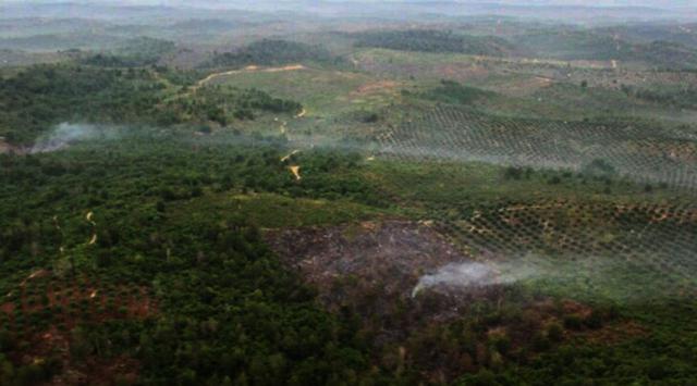 Kemarau Tiba, Aksi Bakar Lahan dan Hutan di Riau Kembali Marak