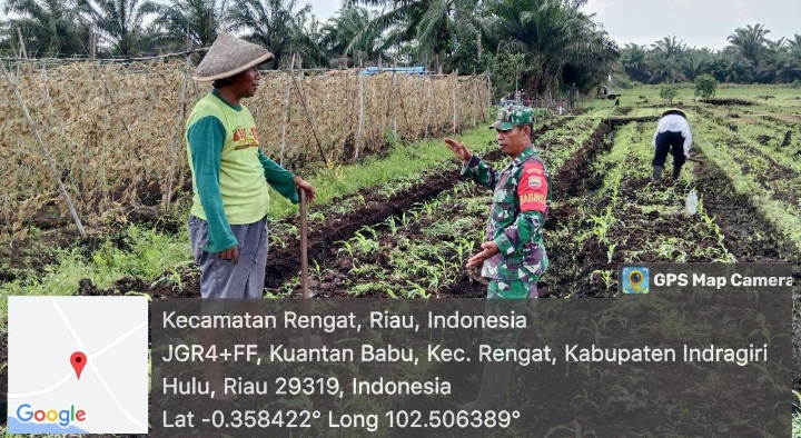 Semangat Wujudkan Ketahanan Pangan Nasional Babinsa Bantu Petani Jagung