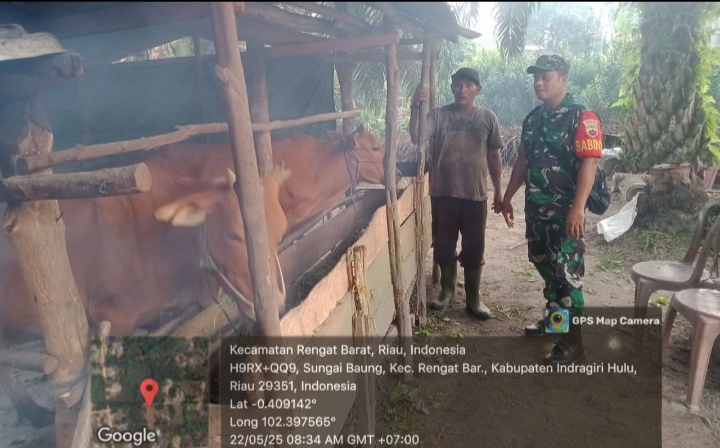 Monitoring Ke Kandang Sapi Milik Warga Binaan Babinsa Inginkan Ternak Aman Dari PMK.