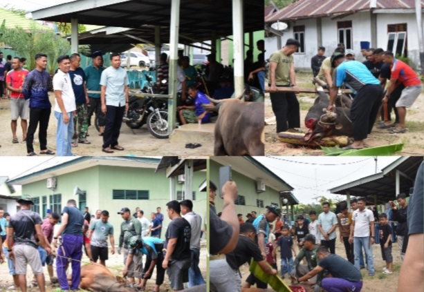 Dandim 0302/Inhu Langsung Saksikan Penyembelihan Delapan Ekor Hewan Qurban Di Asrama Kodim 0302/Inhu.