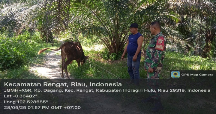 Pantau Ternak Warga Binaan Babinsa Koramil 01/Rengat Sambangi Peternak Untuk Cegak PMK