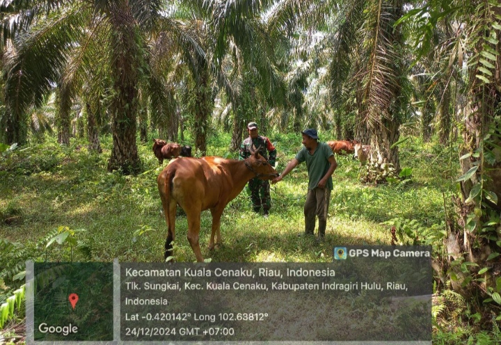 Berikan Edukasi Melalui Sosialisasi PMK Babinsa Lakukan Pengecekan Hewan Ternak Warga.