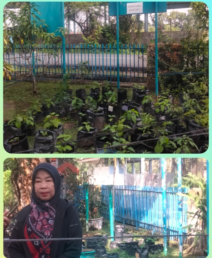 SMPN 8 Pekanbaru Jadi Pilot Project Ketahanan Pangan, Manfaatkan Lingkungan Sekolah