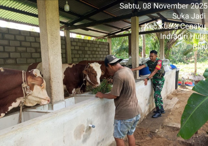 Komsos Dengan Peternak Sapi, Babinsa Mengharapkan Agar Peternakan di Wilayah Bisa  Berkembang