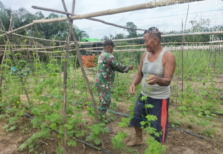Kunjungi Petani Cabe Dan Pare Desa Tajir Babinsa Langsung Jalankan Komsos