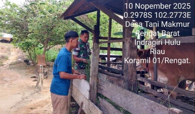 Kunjungi Peternak Sapi di Desa Binaan  Langsung Babinsa Lakukan Komsos