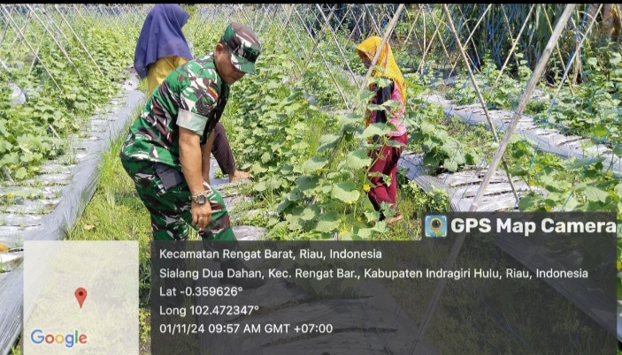 Berikan Motivasi Kepada Petani Mentimun Babinsa Tetap Semangat Berikan Pendampingan