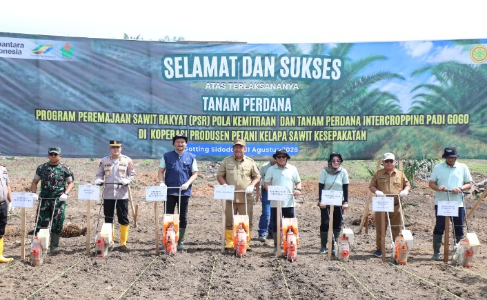 Bupati Asahan Lakukan Tanam Perdana PSR Kemitraan Dan Intercropping Padi Gogo Di Koperasi Kesepakatan