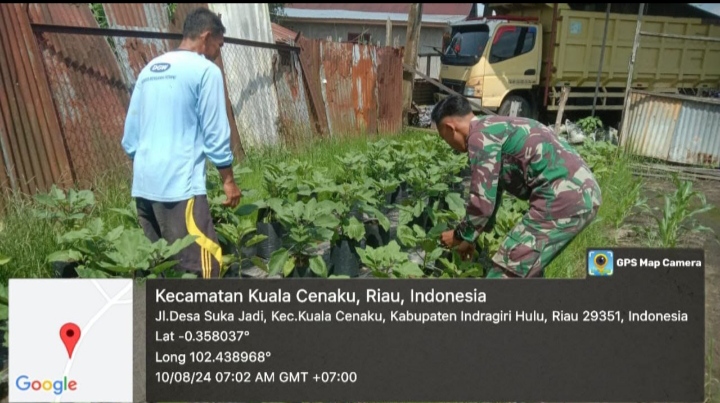 Bantu Kesejahteraan Masyarakat Babinsa Koramil 01/Rengat Bantu Wujudkan Hanpangan