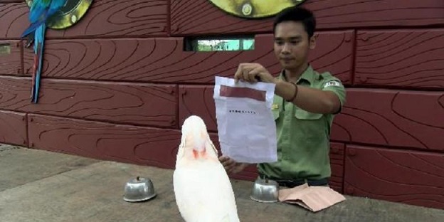 Burung Kakaktua 