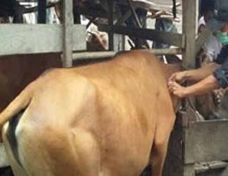 Peternak Mulai Khawatir, 16 Sapi di Pekanbaru Diserang Jembrana