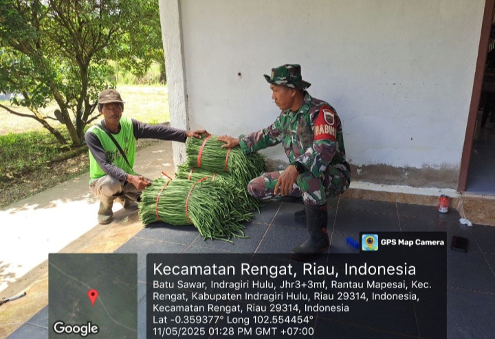 Panen Kacang Panjang Babinsa Koramil 01/Rengat  Bantu Warganya