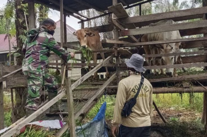 Waspadai PMK Babinsa Yakinkan Hewan Terrnak Sapi Warga Bebas PMK Menjelang Idul Adha.