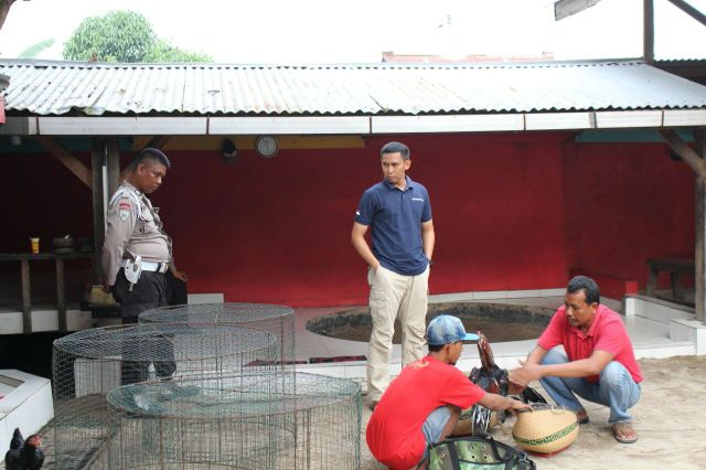 Diduga Sebagai Pemilik, Arena Sabung Ayam Oknum Milik Bripka Di Digrebek Sang Pimpinan