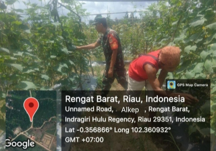 Dukung Program Peningkatan Hanpangan Babinsa Koramil 01/Rgt Dampingi Petani Gambas.