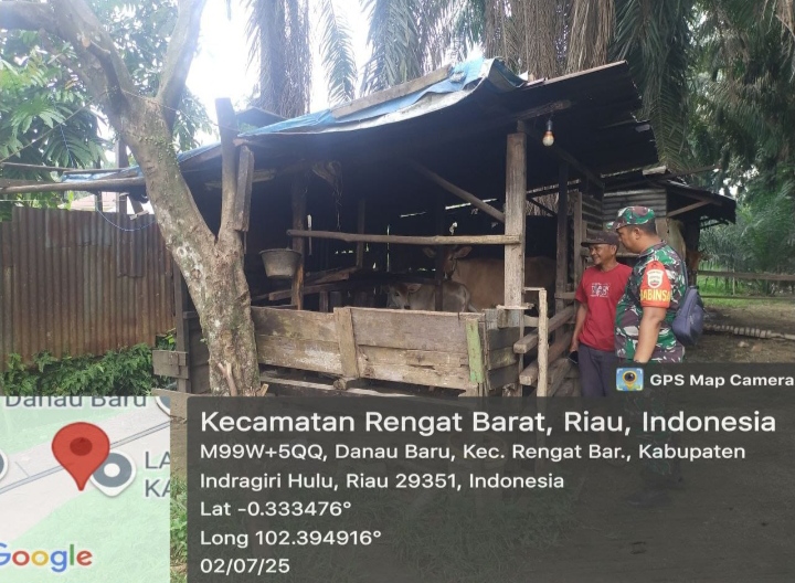 Jaga Kesehatan Ternak, Babinsa Koramil 01/Rengat Berikan Tips Mencegah Penyakit PMK