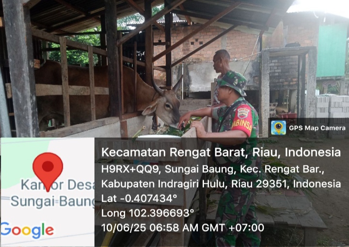Masih Suasana Lebaran Idul Adha,Babinsa Koramil 01/Rengat Tetap Pastikan Aman Hewan Peliharaan Warga Dari Virus PMK.