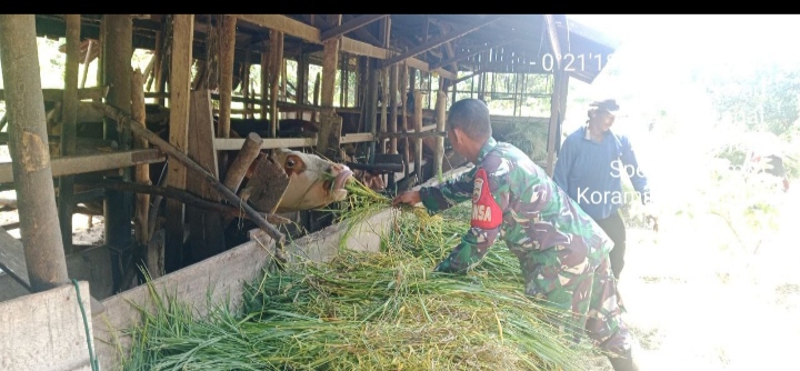 Babinsa Sambangi Desa Kuantan Babu Guna Antisipasi PMK Babinsa Rutin Sambangi Peternak Sapi
