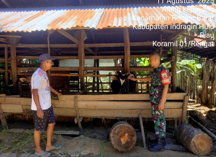 Inginkan Tetap Sehat Pada Hewan Ternak Babinsa Monitoring PMK Ternak Sapi Warga Binaan.