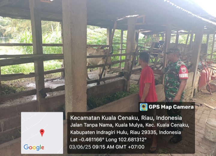 Terkait Dengan Wabah PMK Babinsa Dampingi Peternak Sapi Sekaligus Cek Hewan Ternak Milik Warga