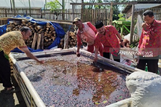 Distankan : Kopi Asal Vietnam Diduga Turunkan Harga Jual Kopi Petani