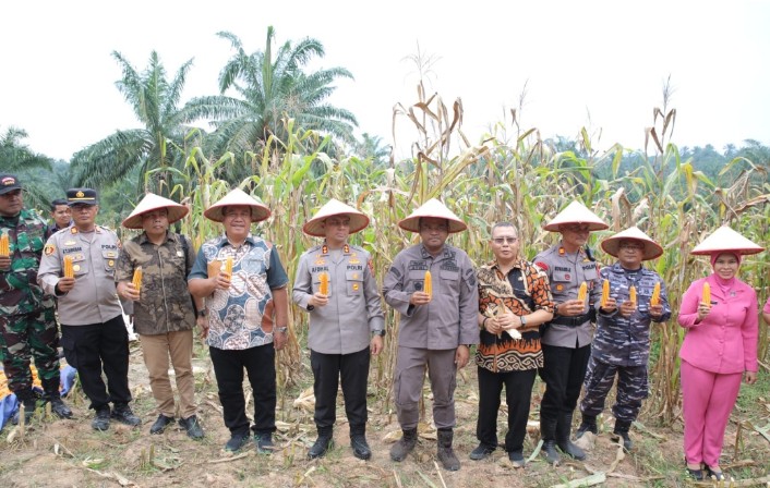 Bupati Asahan Ikuti Panen Raya Jagung Serentak Yang Dipimpin Presiden Republik Indonesia