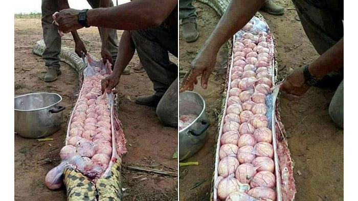 Penduduk Desa Bedah Ular yang Dicurigai Makan Ternak, Ternyata Malah Senang Temukan Ini di Perutnya