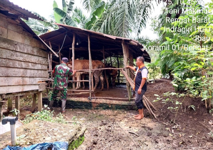 Babinsa Koramil 01/Rengat Dampingi Peternak Sapi, Cegah Penyebaran PMK Hadapi Hari Raya Qurban.