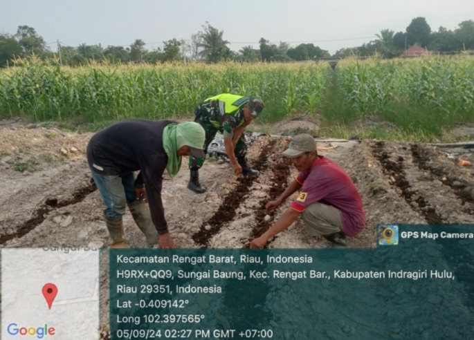 Penaburan Pupuk Kandang di Lahan Pertanian Warga Babinsa Bantu Petani