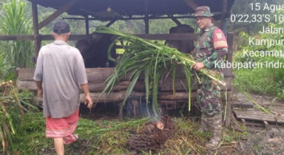 Pantau Sapi milik Warga Binaan, Babinsa koramil 01/Rengat Datangi Peternak