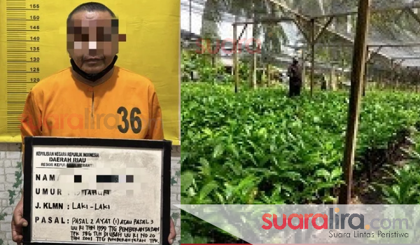 Pejabat DKPP Meranti Ditahan, Korupsi Bibit Kopi Liberika Rugikan Negara Rp1,43 Miliar