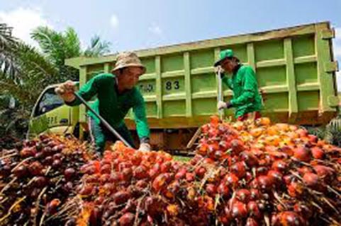 TBS Kelapa Sawit Mengalami Penurunan Harga