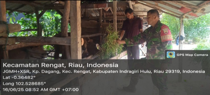 Babinsa Koramil 01/rengat Saat  Menggecek Ternak Dan Ingatkan Peternak Sapi Warga Binaan Untuk Hindari PMK