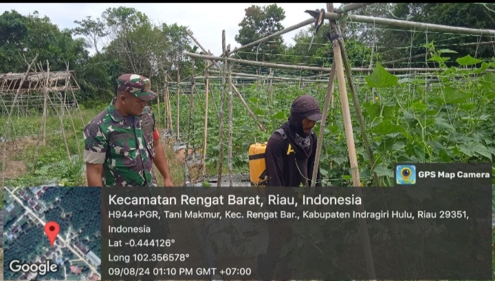 Galakan Ketahanan Pangan Babinsa Koramil 01/Rengat Sambangi Petani Mentimun.