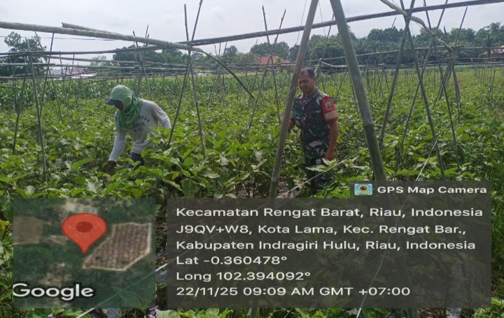 Dukung Pertanian Untuk Tingkatkan Ekonomi Rakyat , Babinsa Komsos Datangi Petani Terong