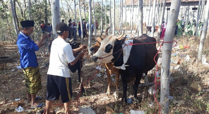 PONPES MIFTAHUL KHOIR SALURKAN HEWAN QURBAN 3 EKOR SAPI DAN 1 EKOR KAMBING