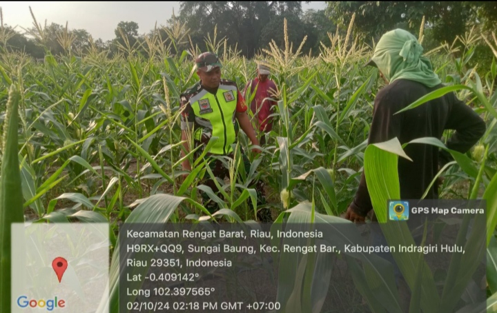 Pengecekan Tanaman Jagung Milik Warga Babinsa Koramil 01/Rengat Datangi Petani.