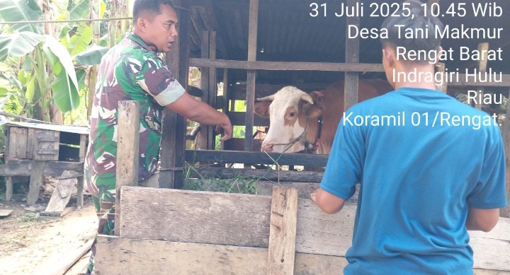 Pantau Virus PadaTernak Sapi Milik Warga Di Wilayah Binaan,  Serda Jadi.S Kumpulkan Informasi PMK