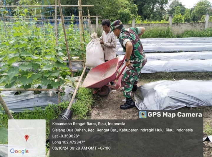 Berikan Motivasi Kerja kepada petani Babinsa Sambangi Petani Saat Merawat Mentimun.